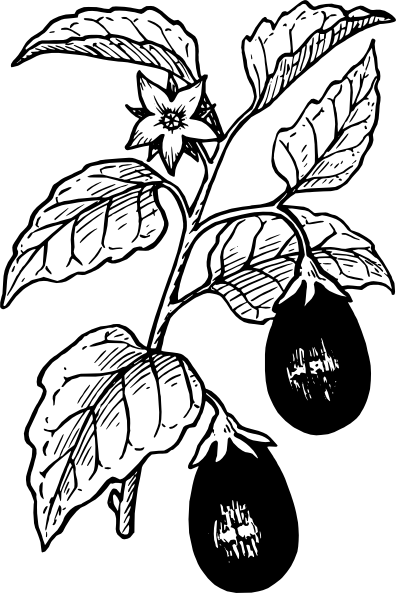 Eggplant Clip Art Black And White - Brinjal Plant Black And White (396x593), Png Download