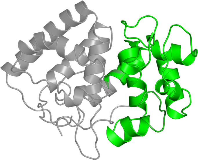 L-ascorbate Peroxidase (800x800), Png Download