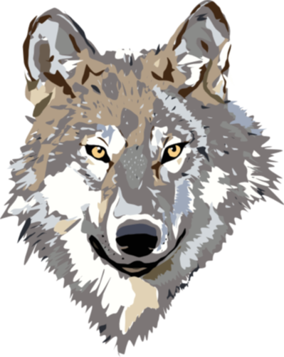 Gray Wolf Clip Art 9dc4brkdce - Wolf Head Clipart Transparent (399x501), Png Download