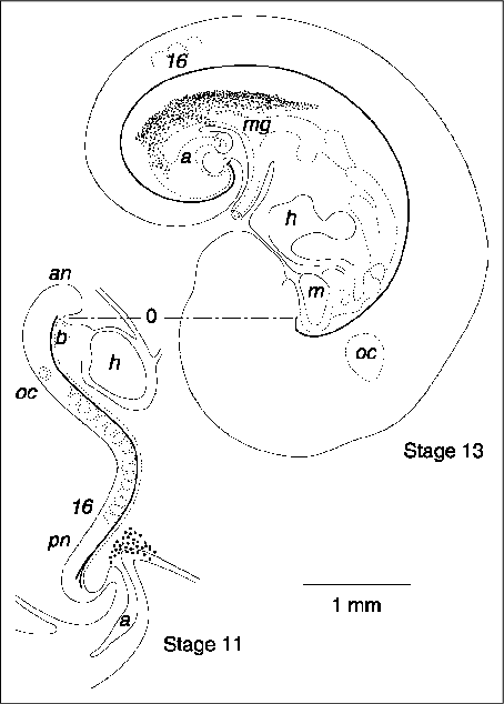 Outline Drawings Of Sagittal Views Of Two Human Embryos - Circle (454x634), Png Download