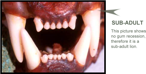 Photo Of Subadult Lion Teeth Showing No Gum Recession - Lion Teeth Close Up (490x247), Png Download