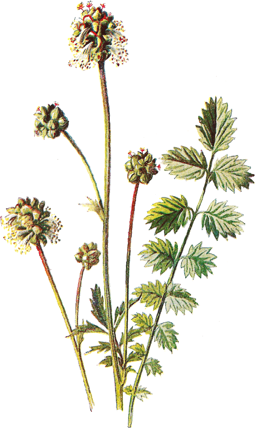 Antique Images Free Flower - Botanical Prints Free (1071x1600), Png Download