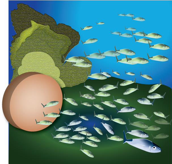 School Of Fish - Shoaling And Schooling (792x612), Png Download