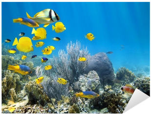 Underwater Coral Reef With School Of Fish Sticker • - Snorkeling Key West (400x400), Png Download