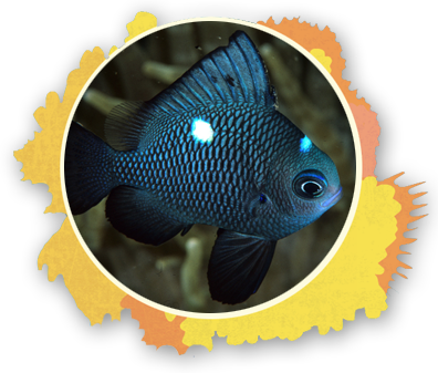 Its Really Cool If Your Lucky Enough To See Them In - White And Yellow Fish With Black Stripe (396x337), Png Download