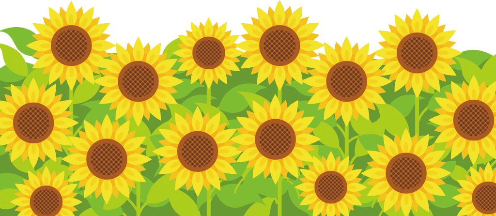 Himawaribg - Sunflower (1024x446), Png Download