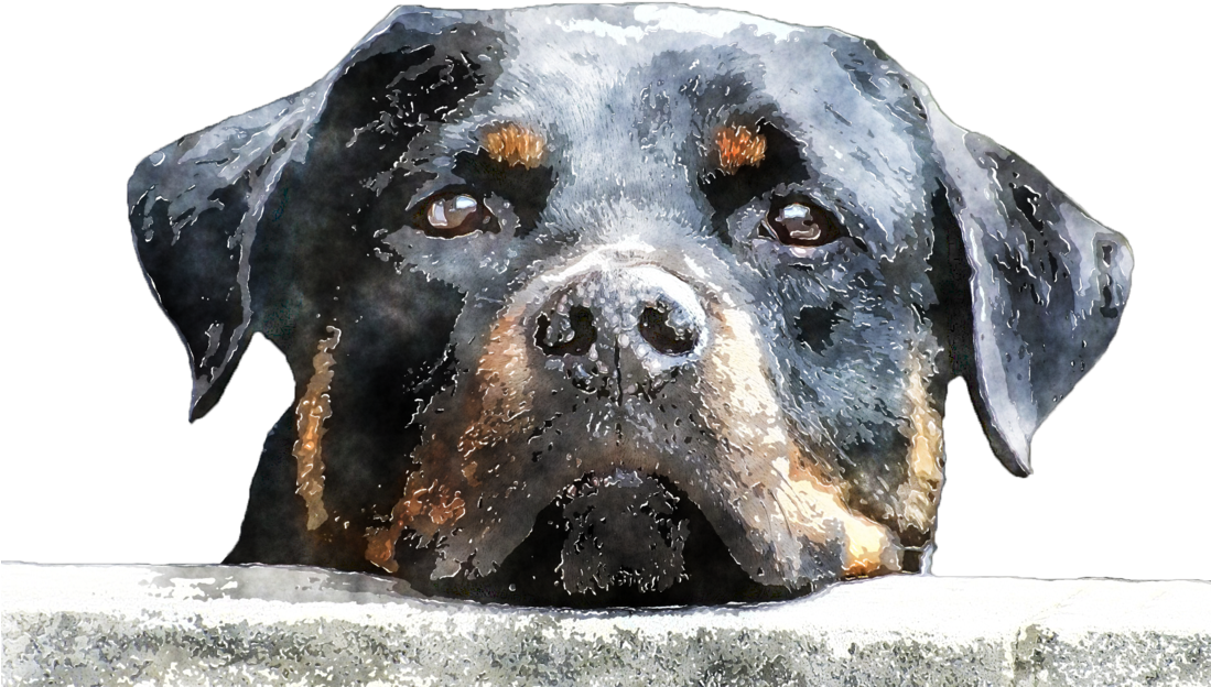 Watercolour Dog By Lavandalu-d9opw3q - Rottweiler, Dog T-shirt & Hoodie (1098x727), Png Download