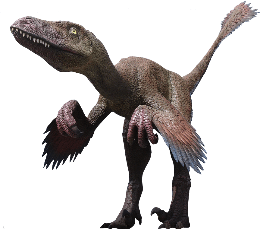 Velociraptor Png Clipart - Dinosaur (1040x758), Png Download