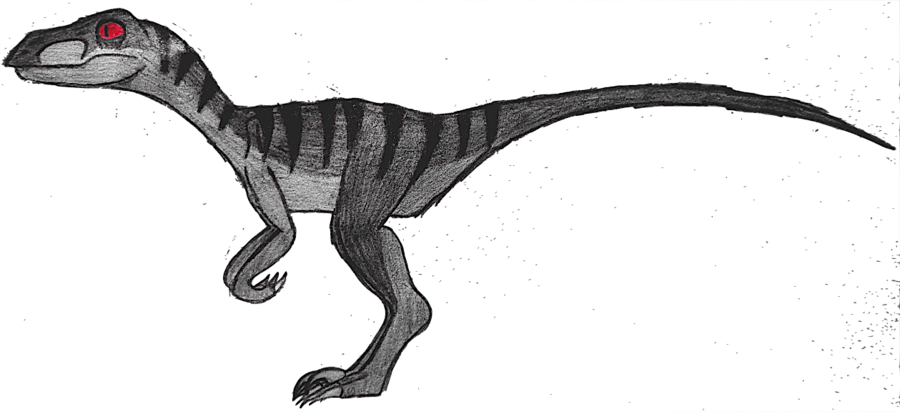 Drawing - Drawing Of A Velociraptor (900x412), Png Download