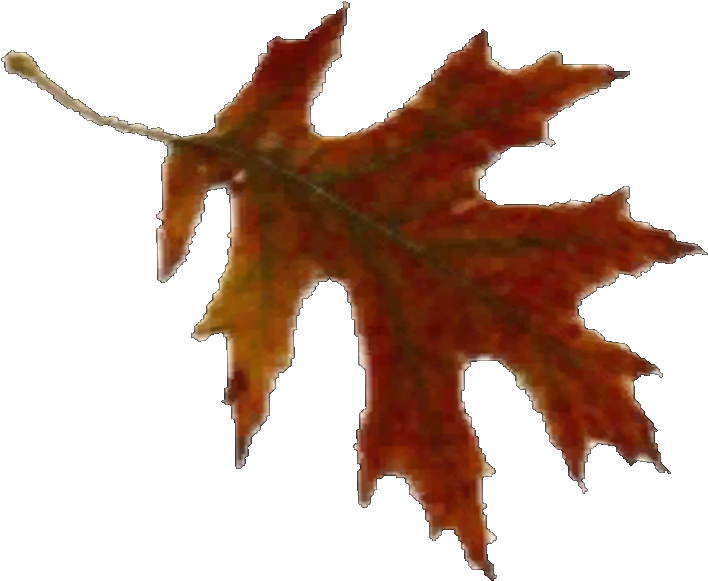 Leaves Pack 08 - Brown Autumn Leaf (707x707), Png Download