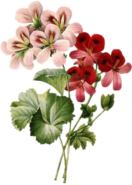 Vintage - Vintage Botanical Illustration Png (525x801), Png Download