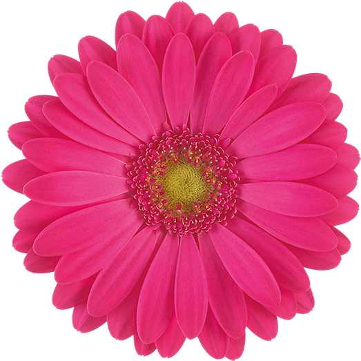 Florist Holland - Gerberas Png (600x600), Png Download