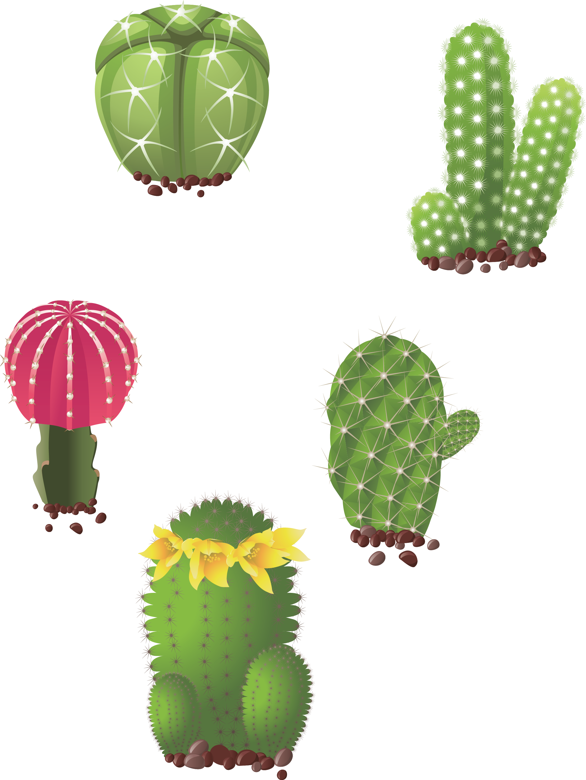 Cactaceae Succulent Plant Drawing Illustration - Dibujos De Tunas (2217x2947), Png Download