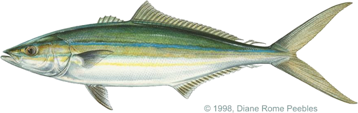 Yellowtail Vs Rainbow Runner (720x292), Png Download