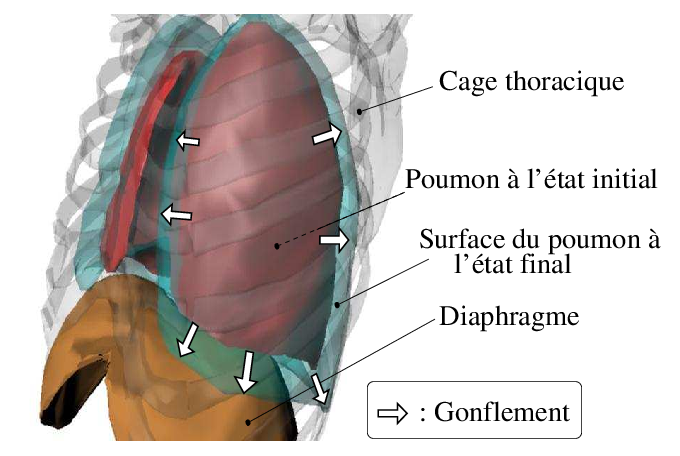 11 Etude Anatomique Du Mouvement Pulmonaire - Rib Cage (680x456), Png Download