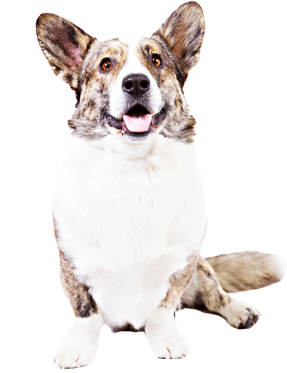 A Cardigan Welsh Corgi - Pembroke Welsh Corgi (1170x780), Png Download