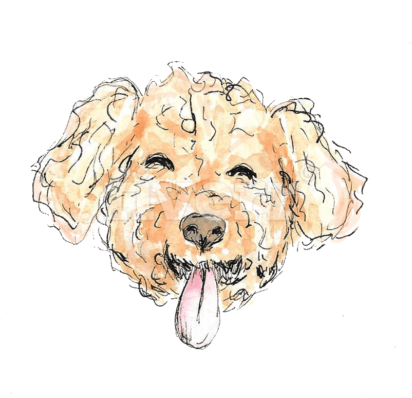 Do A Watercolor And Ink Illustration Of Whatever You - Cockapoo (896x796), Png Download