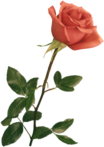Imagens De Rosas E Flores - Rose Png For Photoshop (371x500), Png Download