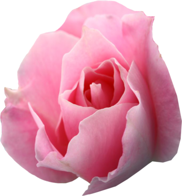 Coolest Call Of Duty Black Ops 2 Live Wallpaper Descargar - Pink Roses (373x400), Png Download