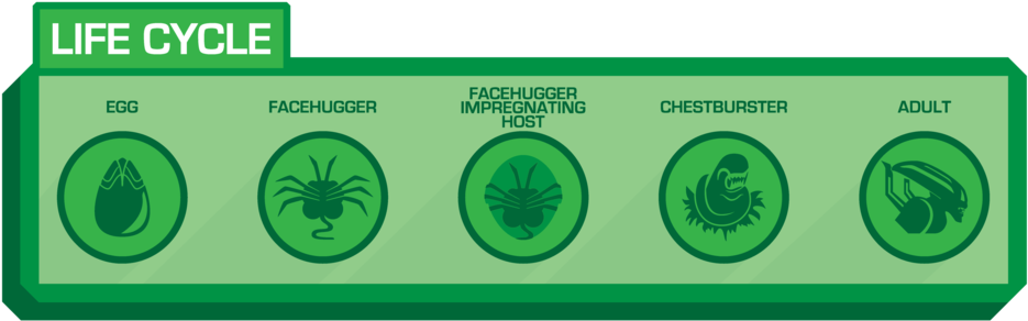 Lifecycle - Alien (1000x333), Png Download