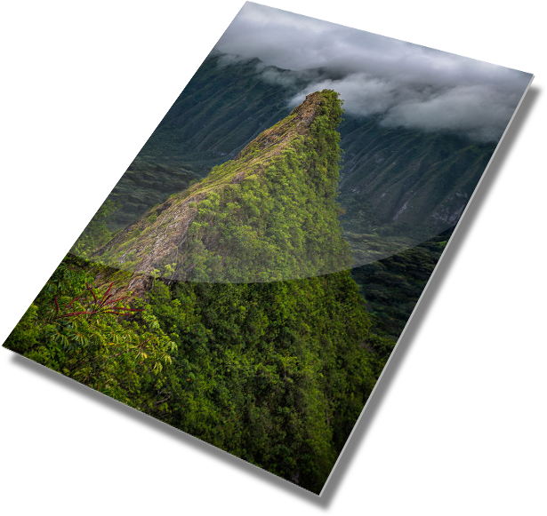 The Widowmaker - Grass (667x611), Png Download