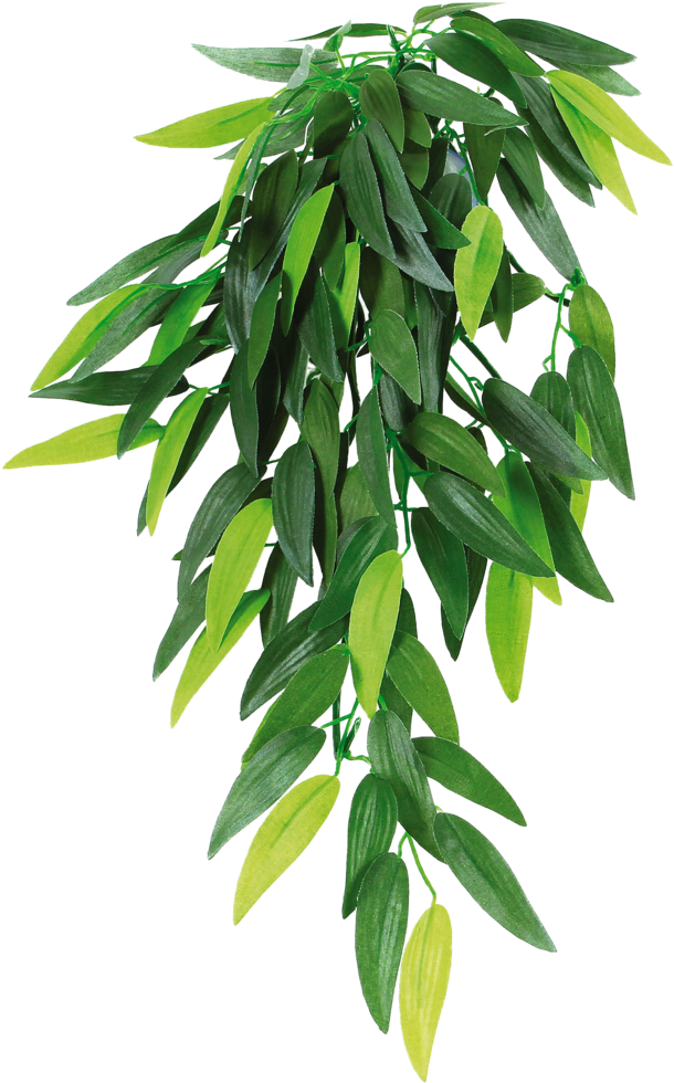 Houseplant Reptile Hanging Basket - Transparent Hanging Plant (1024x1024), Png Download