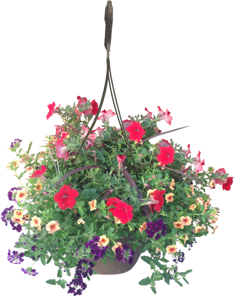 Hanging Basket Calypso Wholesale - Petunia Hanging Basket (1120x1125), Png Download