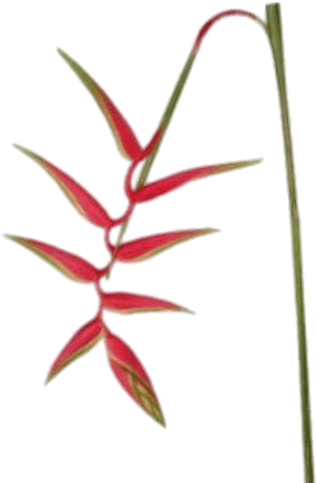 Download - Hanging Heliconia (450x450), Png Download