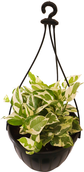 Devil's Ivy (600x600), Png Download