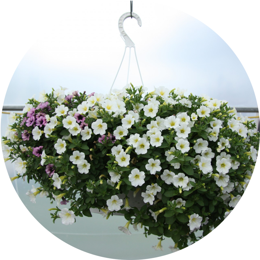Hanging Baskets Hanging Basket (853x853), Png Download