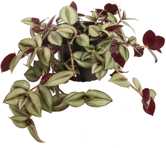 Tradescantia Zebrina Plants Indoor And Outdoor - Wandering Jew (550x500), Png Download