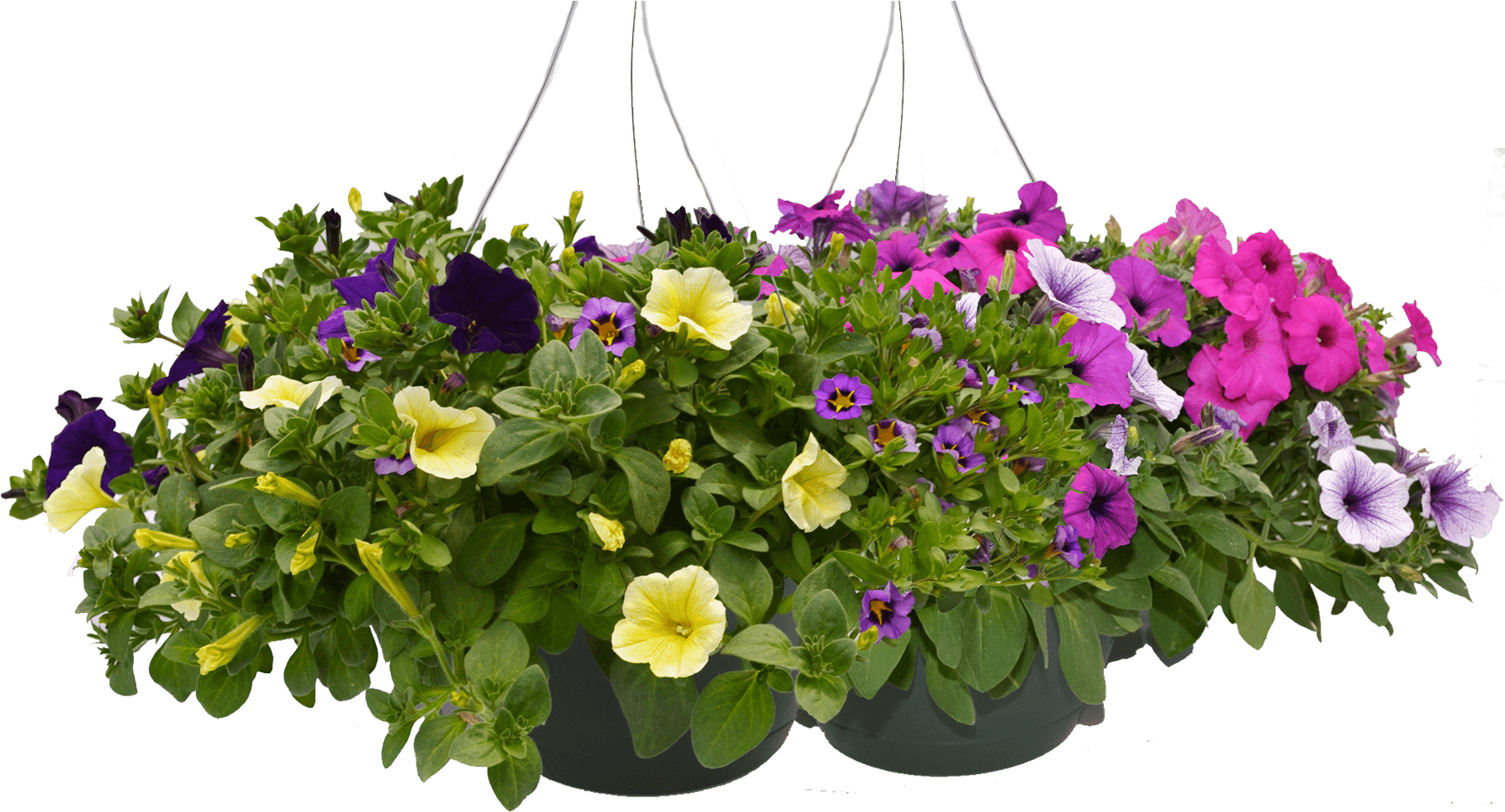 Hanging Baskets Ii 2000×1000 - Petunia (1835x1000), Png Download