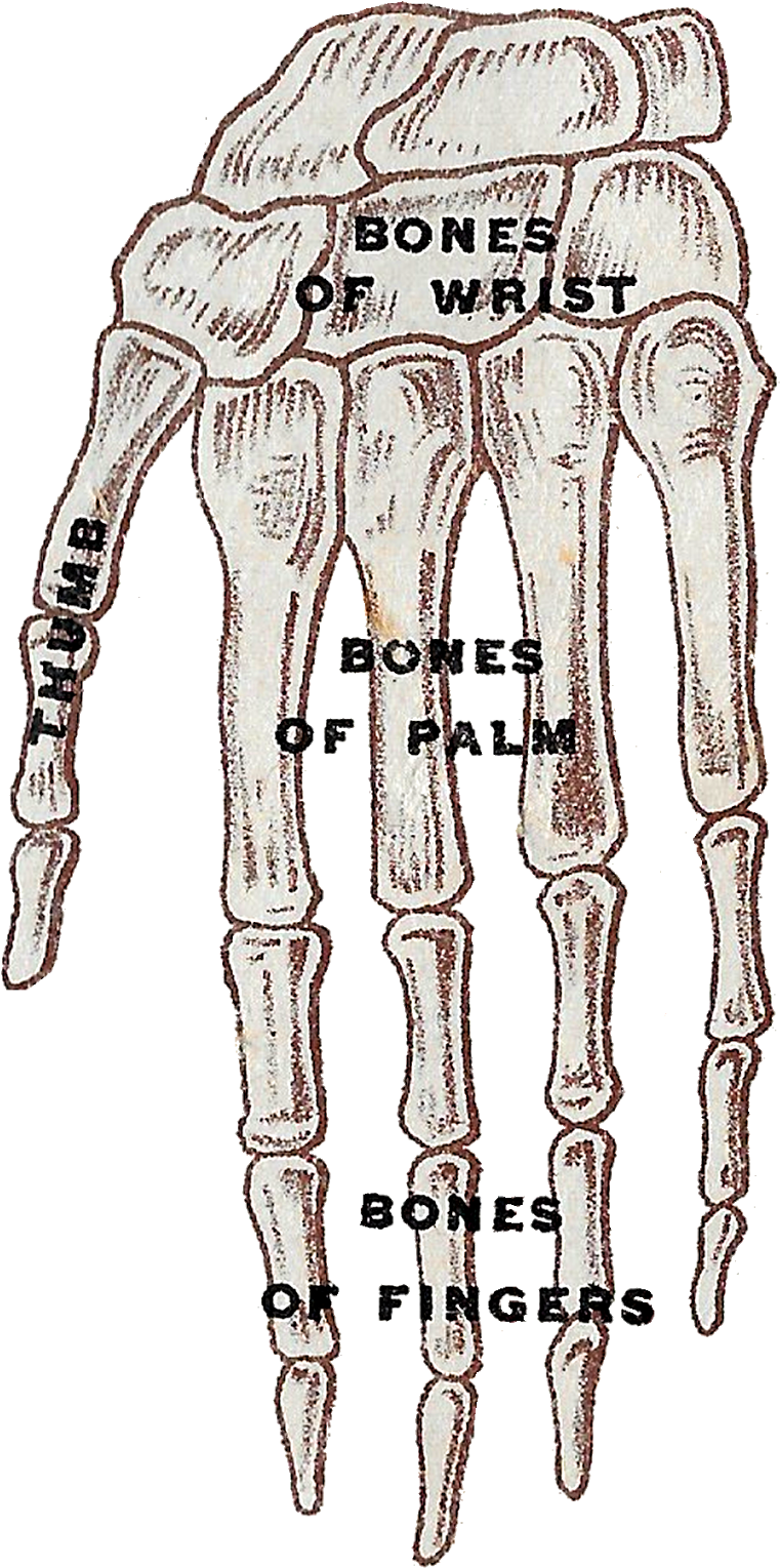 Vintage Human Anatomy Images - Sketch (846x1600), Png Download