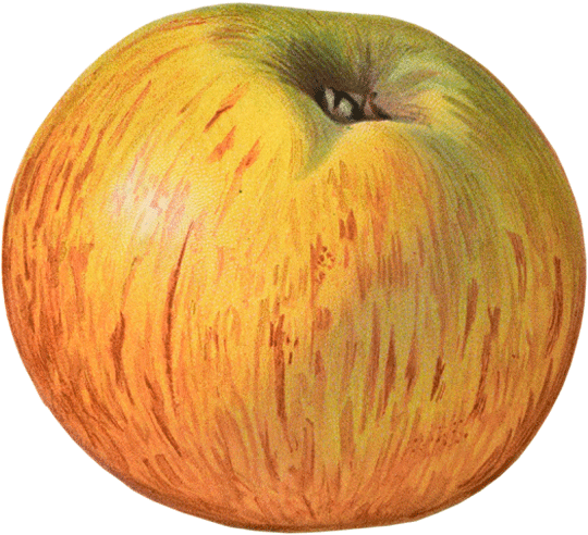 Apples - Apple (539x539), Png Download