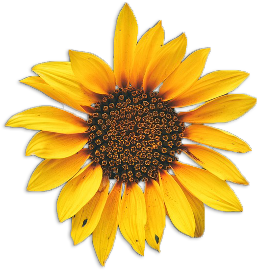 The Fresh Herb Co - Sun Flower Vector (537x560), Png Download