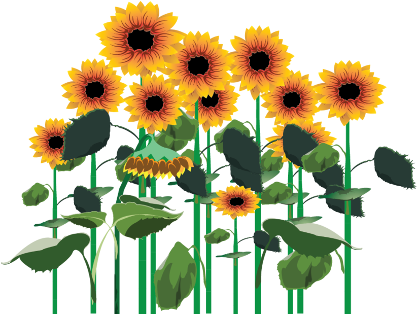 3209172098, Field Of Sunflowers - Sun Flower Png Deviantart (894x894), Png Download