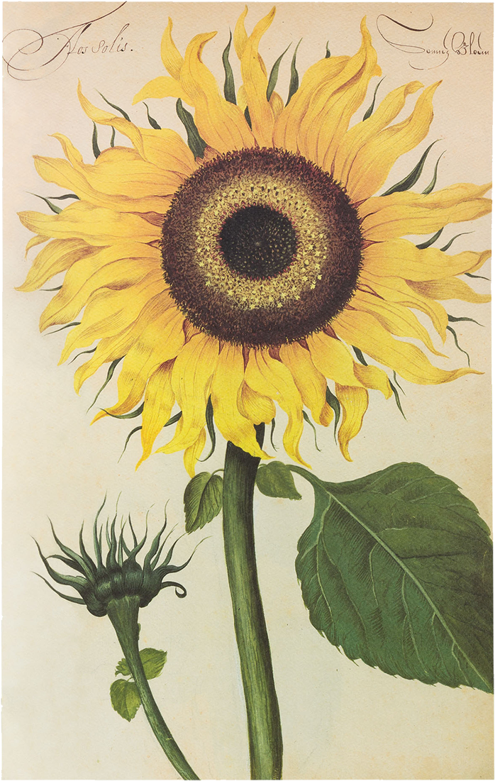 Picture Of Sunflower Flower Plates De Geest - Sunflower Shop Png (1280x1280), Png Download