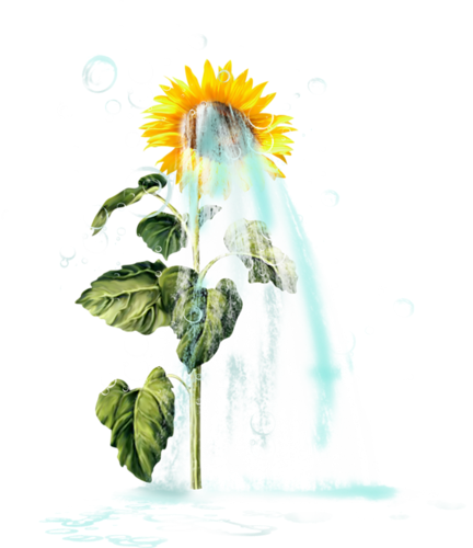 Sunflowers - Common Sunflower (432x500), Png Download