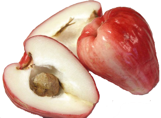 Malay Apple - Rose Apple In Malay (520x381), Png Download