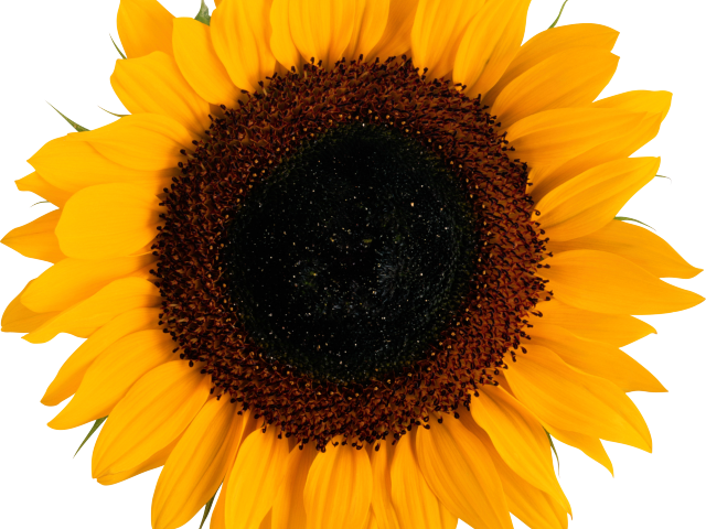 Sunflowers Png Transparent Images - Sunflower Thank You Card (640x480), Png Download