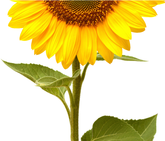 Sunflowers Png Transparent Images - Life Cycle Of A Sunflower By Grace Jones (640x480), Png Download