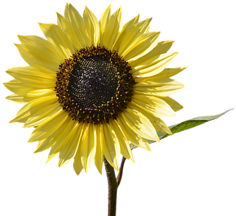 Sunflower, Flower, Yellow Flower, Bloom - Carte Nomenclature Fleurs (404x340), Png Download