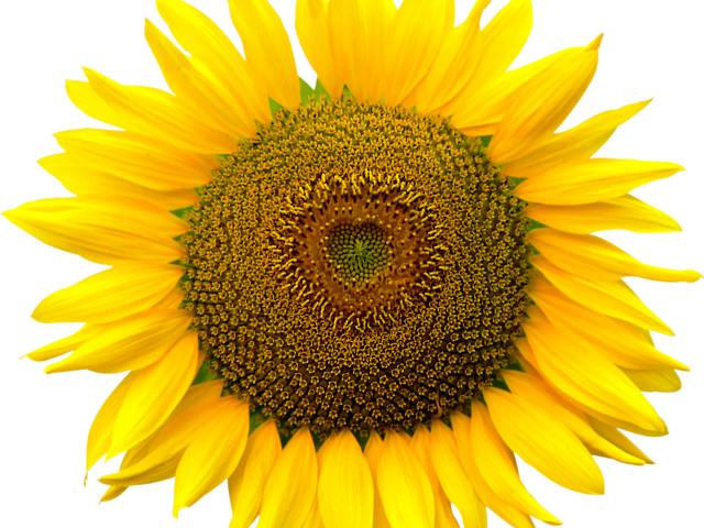 Sunflowers Png Transparent Images - Ser Uma Pessoa Fria (640x480), Png Download