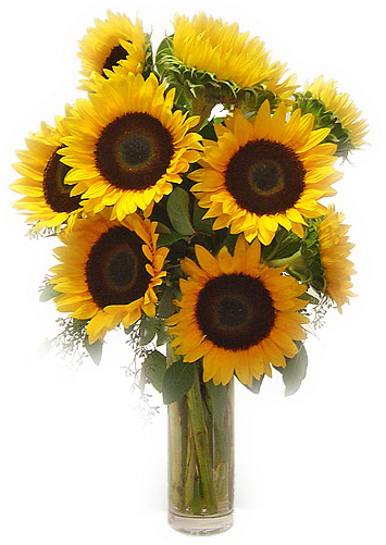 Sunny Sunflowers - Vase (354x511), Png Download