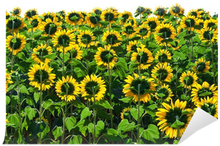 Sunflower (400x400), Png Download