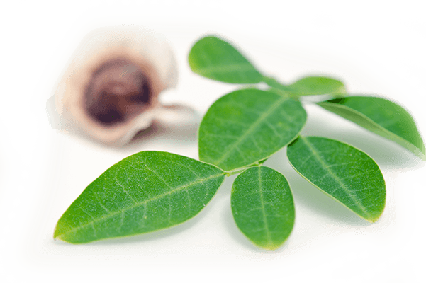 Moringa - Drumstick Tree (601x400), Png Download