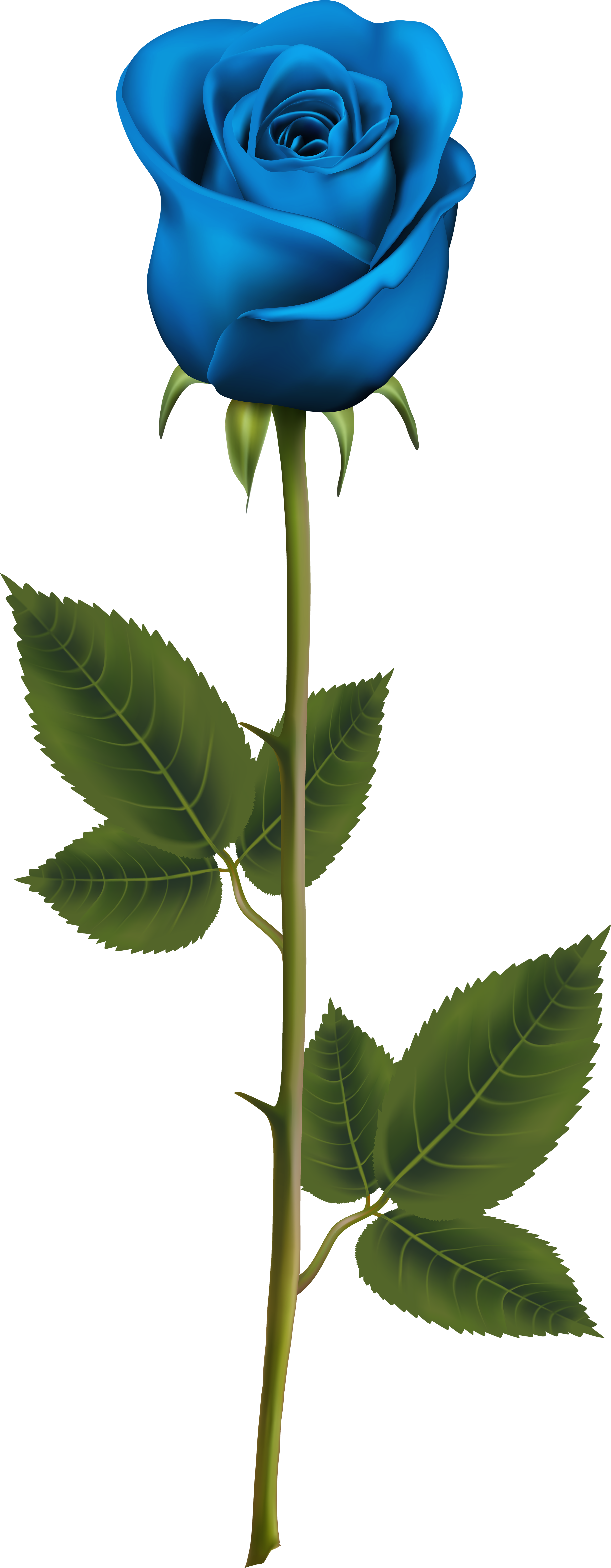 Purple Rose Clipart Blue Rose - Blue Rose With Stem (3277x8000), Png Download