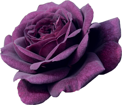 Amazing, Flower, Landscape, Nature, Purple, Rose, Transparent, (400x347), Png Download