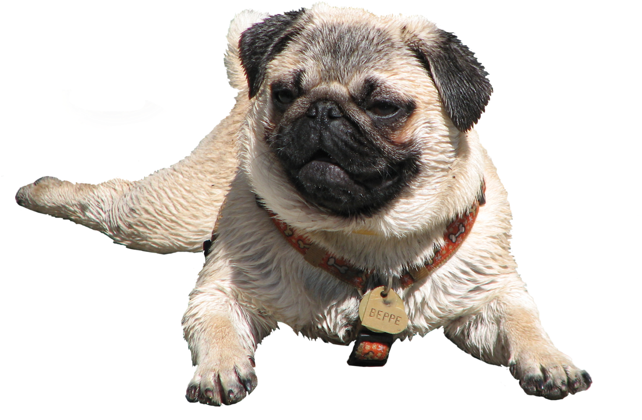 Wet Pug - Transparent Pug (500x334), Png Download