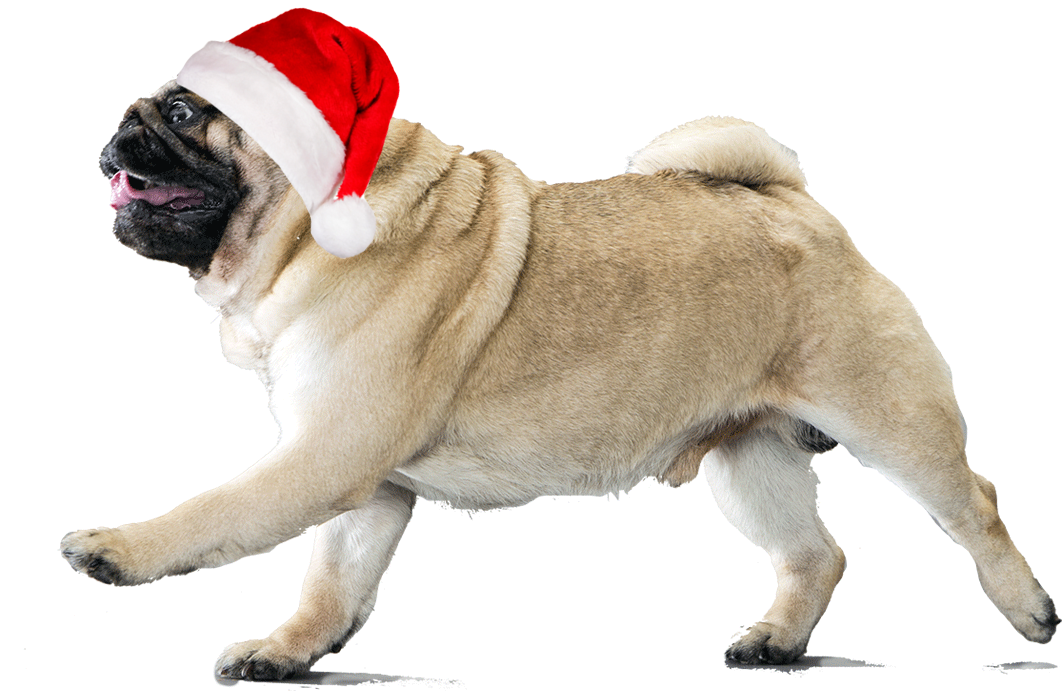 Transparent Pugs Jpg Download - Pugs With Transparent Background (1170x780), Png Download